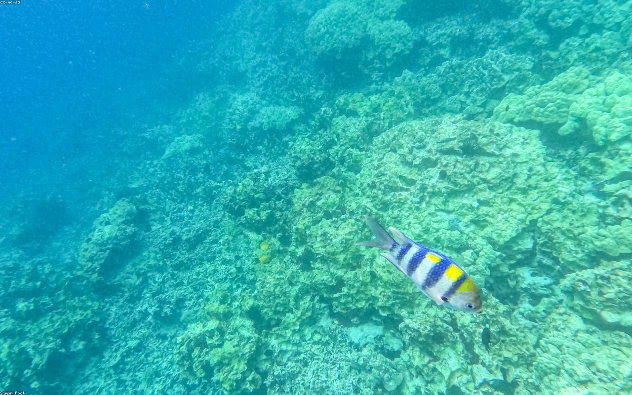 Snorkel nas Ilhas Secretas